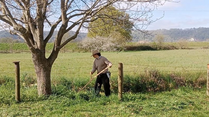 Fauchage_faux Fauchage en Normandie